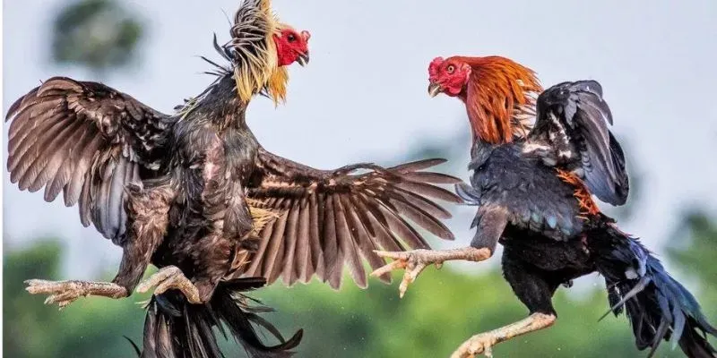 Đá gà đòn và chọi kê Mỹ tại OK8386 mang đến những màn so tài kịch tính